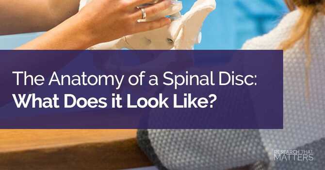 The Anatomy of a Spinal Disc: What Does it Look Like? image